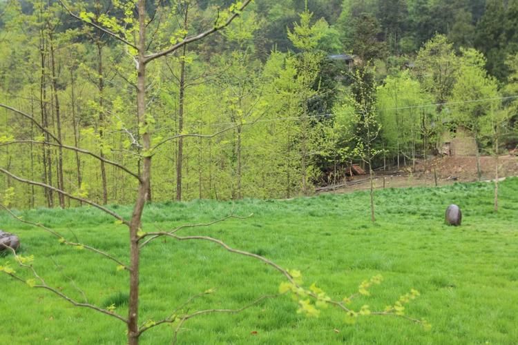 通江县：大巴山腹地的零感染坚守与物理防线解析