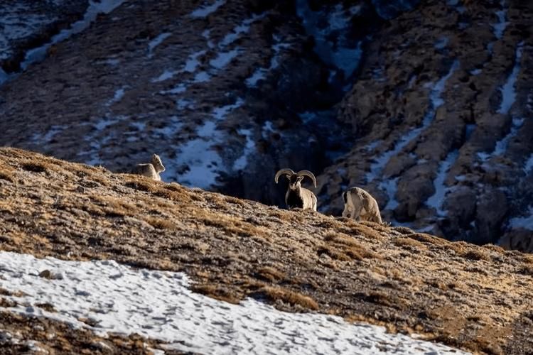 高原孤岛札达：地理屏障下的零感染样本解析