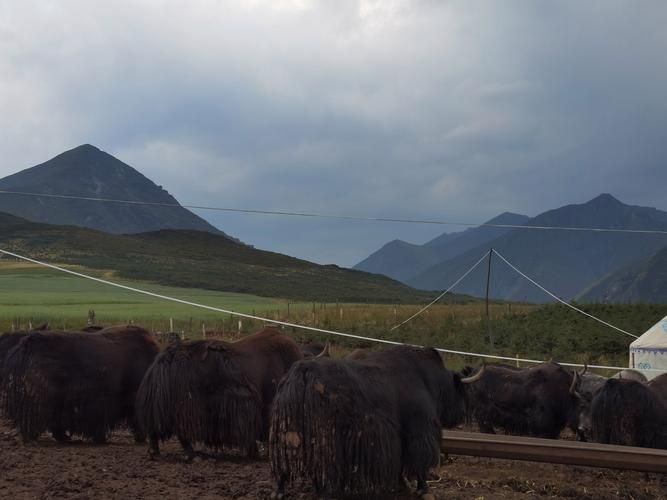 碌曲：高原牧区如何构筑疫情防线？