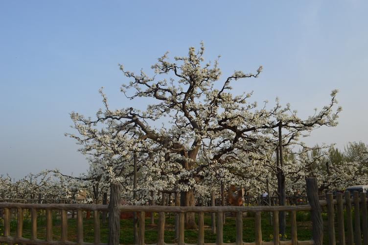 冠县：鲁西平原上的疫情防线与破防时刻_65891