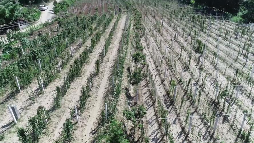 石泉疫情观察：秦巴山区的防控挑战与地理屏障