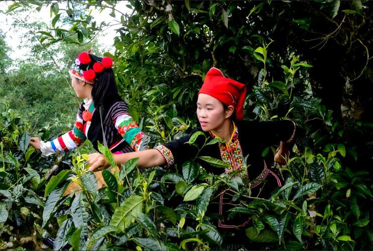 金平苗族瑶族傣族自治县新增1例无症状感染者  金平苗族瑶族傣族自治县疫情防控最新通报_21845