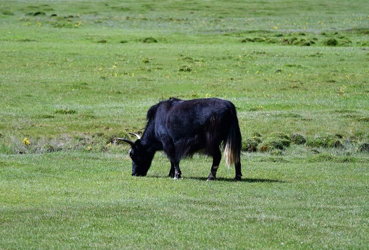 扎鲁特旗：草原屏障下的零感染坚守与防控逻辑_50788