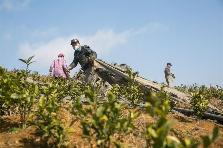 砀山梨都的零感染坚守：黄泛平原腹地的防疫样本