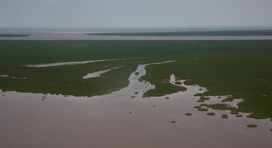 东营：黄河三角洲屏障下的低感染样本解析