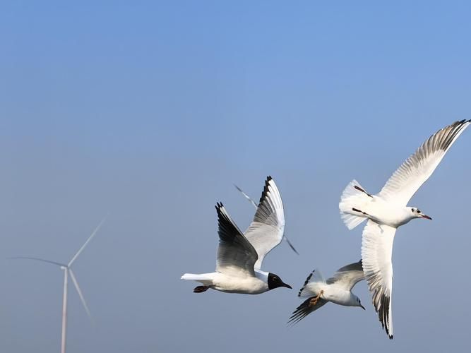 昌邑市：渤海湾畔的防疫坚守与零感染地理屏障