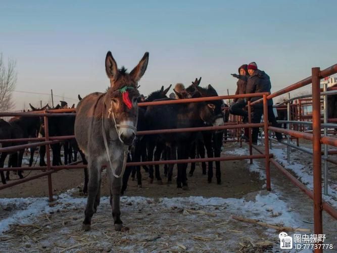 古塔区疫情透视：辽西交通枢纽下的防控压力测试