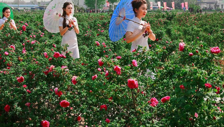 平阴：玫瑰之乡的零感染防线与地理屏障解析