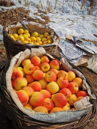 会理石榴红下的零感染：攀西走廊的防疫地理学