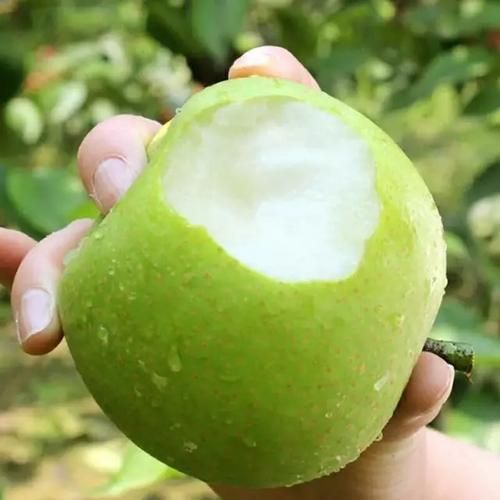 砀山梨乡的防疫坚守：皖北平原上的零感染记录_64819