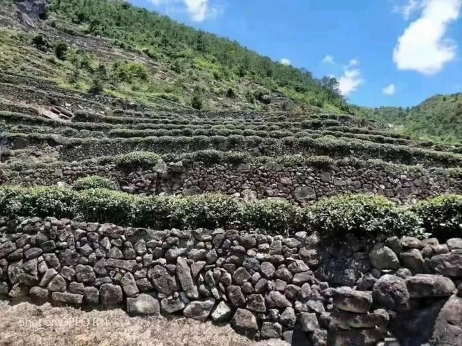 安溪茶山屏障下的零感染坚守：地理优势如何构筑防疫孤岛