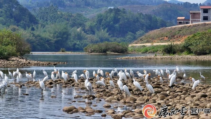 平乐县：漓江畔的防疫坚守与地理屏障