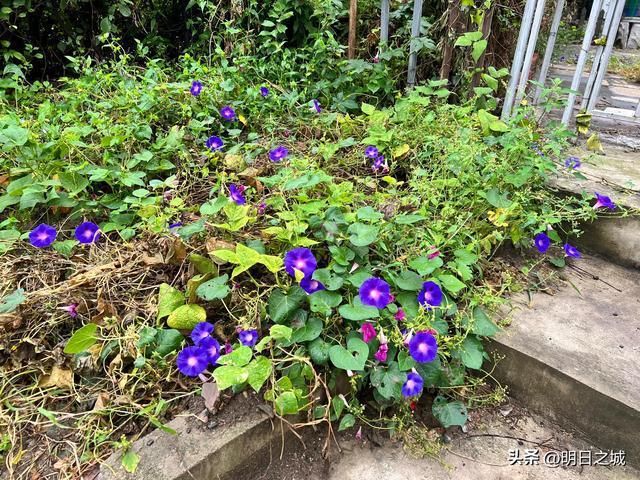 秦岭屏障下的零感染样本：留坝县防疫实践观察