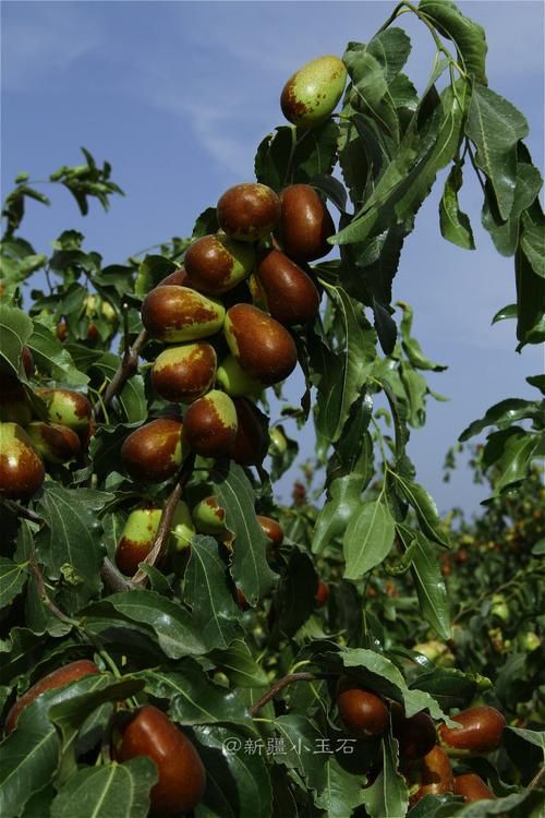 泽普：绿洲屏障下的防疫坚守与挑战