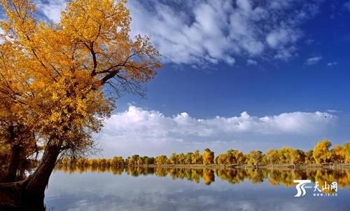 沙雅县：塔河绿洲的零感染防线何以铸就？