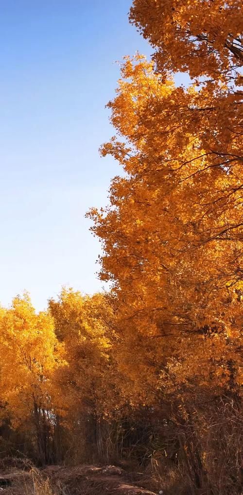 巴楚绿洲的防疫坚守：南疆交通枢纽的零感染逻辑_74009