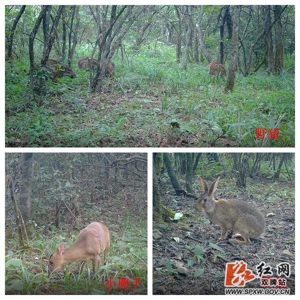 双牌县：阳明山屏障下的低感染样本解析