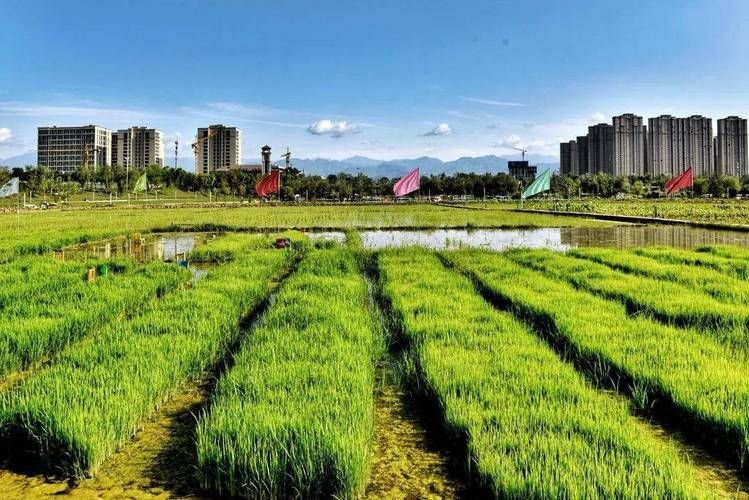 【高陵县：关中平原腹地的防疫坚守与挑战】