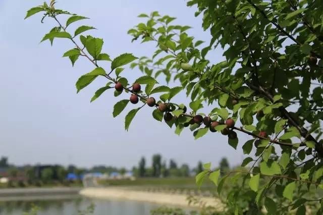 行唐县疫情观察：太行山麓小城的防疫地理学