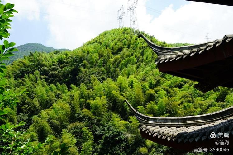安吉竹海屏障下的零感染坚守：生态县防疫物理防线解析