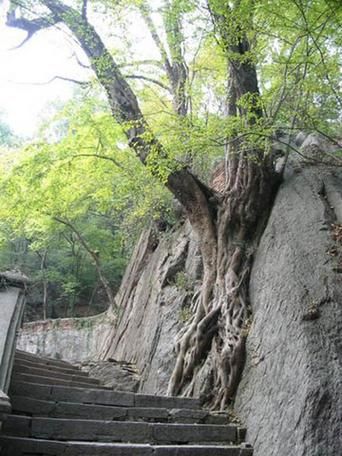 琅琊古道上的防控突围：一座老城区的疫情承压样本