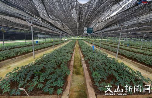 砚山：高原坝区的地理屏障与疫情数据波动