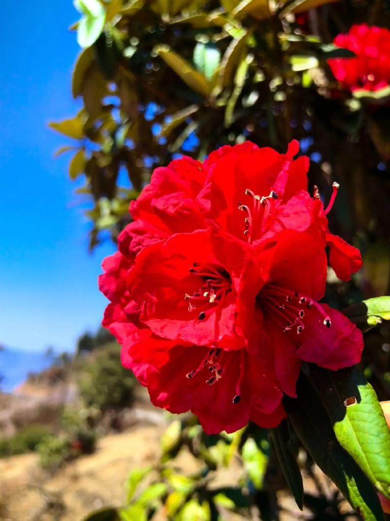 漾濞彝族自治县：苍山西麓的零感染坚守