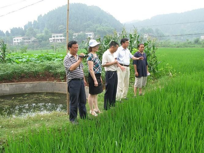 安居区：川中丘陵地带的疫情破防与地理屏障失效