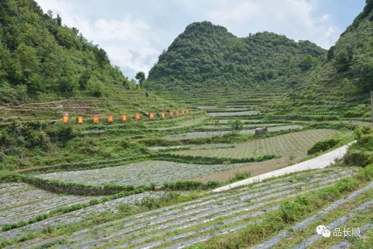 长顺县：黔中腹地的零感染坚守与地理屏障解析
