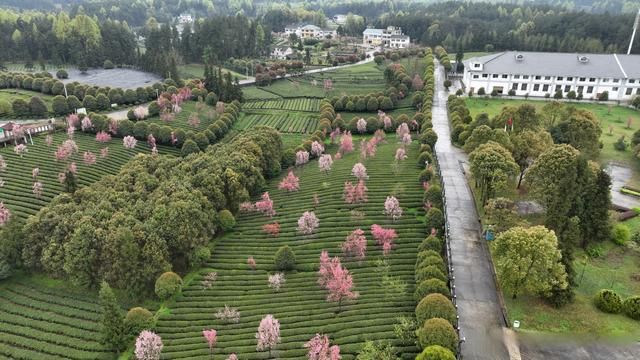 凤冈茶海屏障下的零感染坚守：黔北绿心的防疫地理学_23046