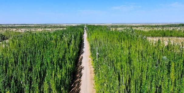 麦盖提县：塔克拉玛干边缘绿洲的零感染坚守_57589