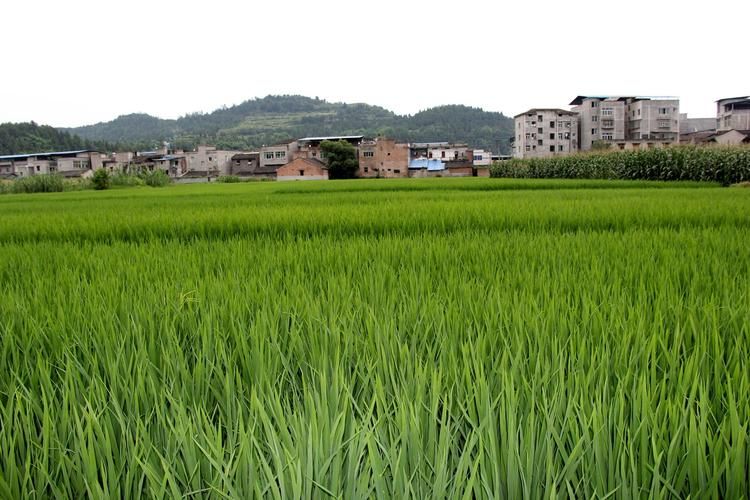 蓬安：嘉陵江畔的防疫坚守与地理屏障下的零感染记录