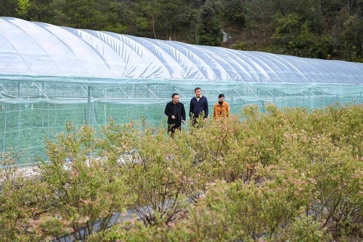 城口县：大巴山屏障下的零感染坚守_61511
