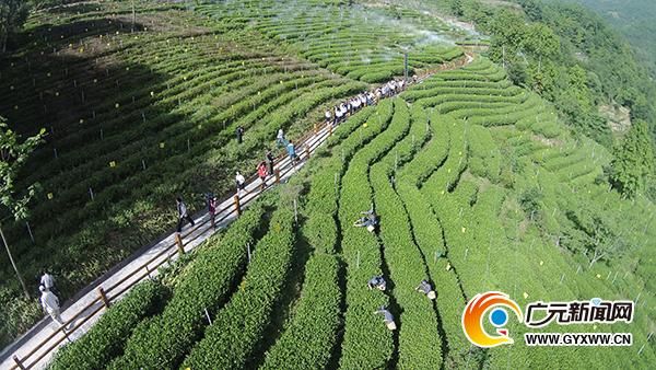 广元疫情下的地理屏障：秦巴山区的防控逻辑