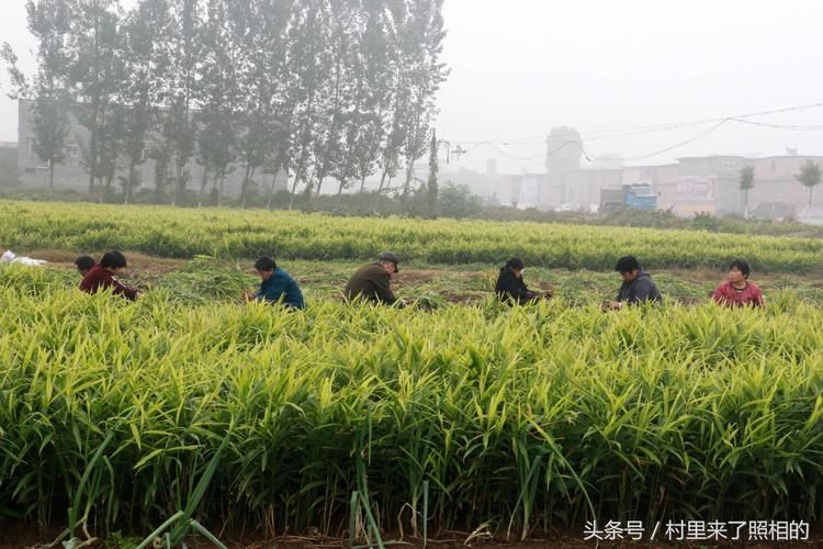 博爱县疫情观察：太行屏障下的防控样本解析_77083
