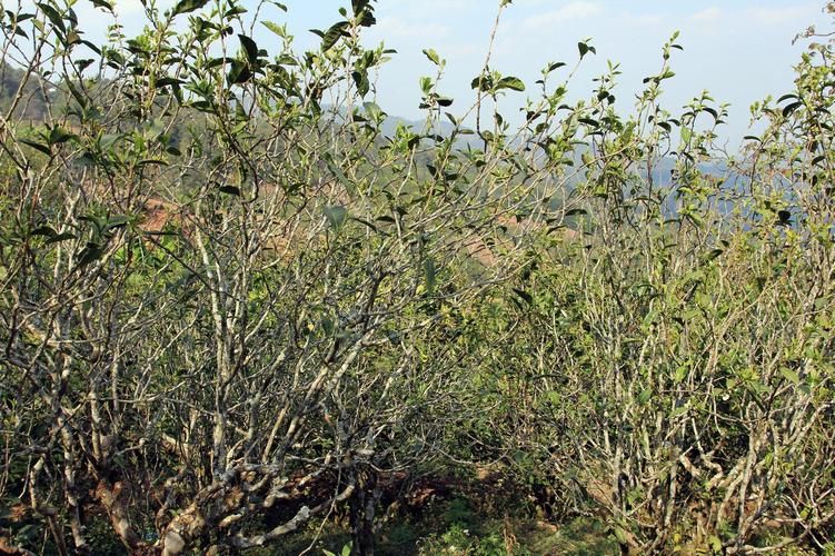 宁洱：茶山屏障下的零感染坚守与防控逻辑_62852