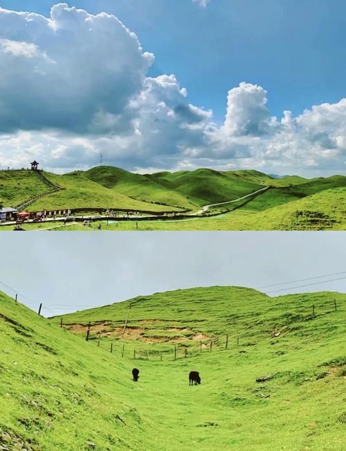 城步南山牧场：高海拔屏障下的零感染坚守_36245