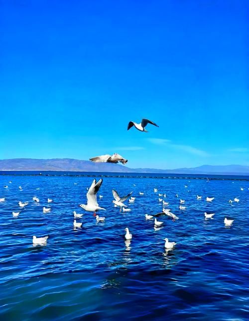 苍山洱海间的防疫博弈:高原旅游枢纽的疫情承压测试_45359