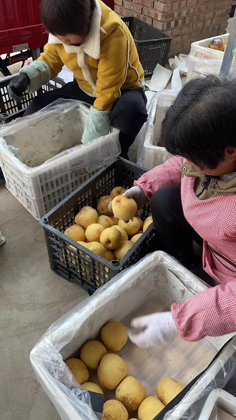 砀山梨乡的防疫屏障:黄河故道下的零感染坚守