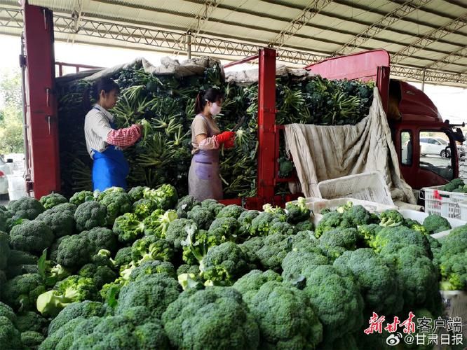 榆中：高原夏菜基地的疫情防线与破防时刻