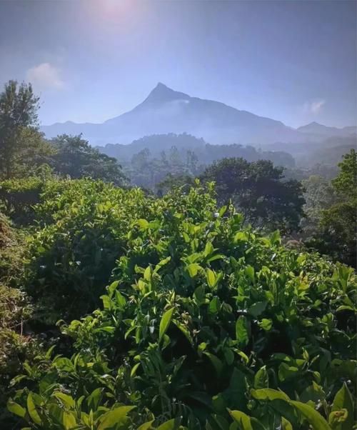五指山屏障下的零感染记录：热带雨林气候的防疫物理防线