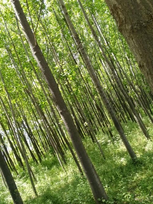 华县疫情溯源：关中平原交通枢纽的防控压力测试
