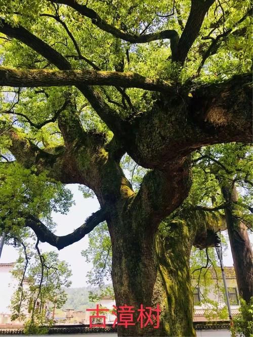 黄山市：山水屏障下的疫情防线与破防时刻