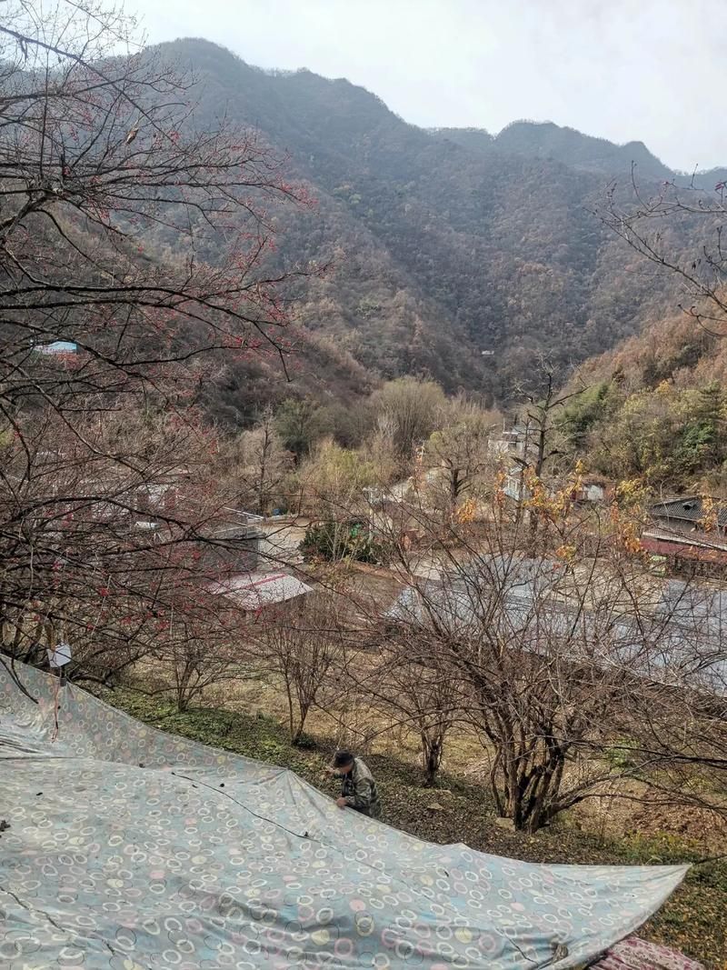 西峡：伏牛山屏障下的零感染坚守与破防时刻_10802