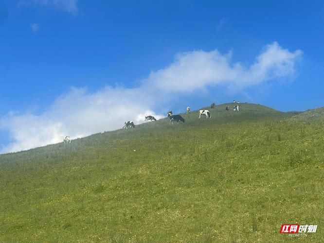 城步南山草原：高海拔屏障下的零感染坚守