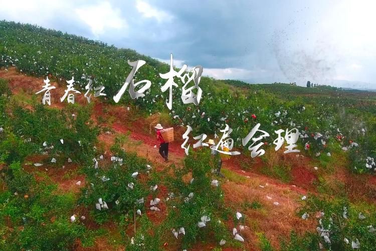 会理石榴红遍时：高原小城的零感染坚守与物理防线_53951