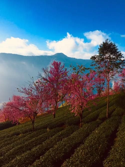 南涧:无量山屏障下的低感染样本解析_68256