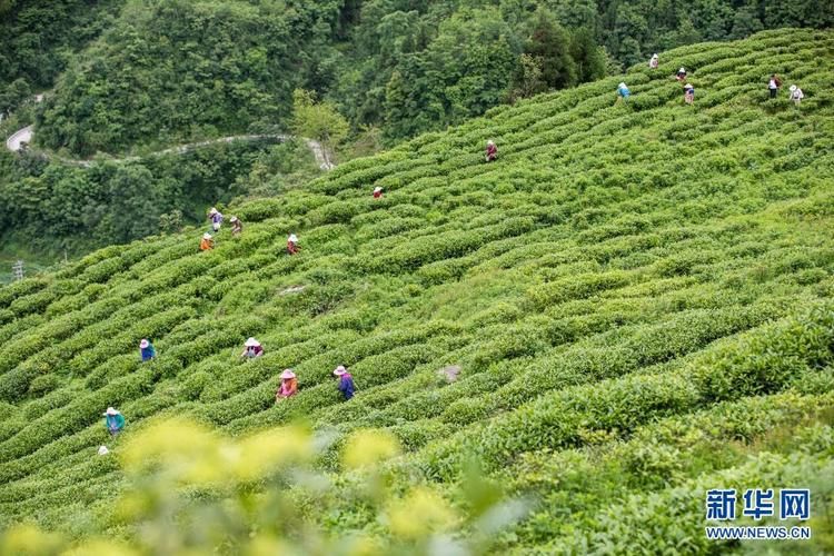 毕节市：乌蒙山屏障下的疫情阻击战_49042