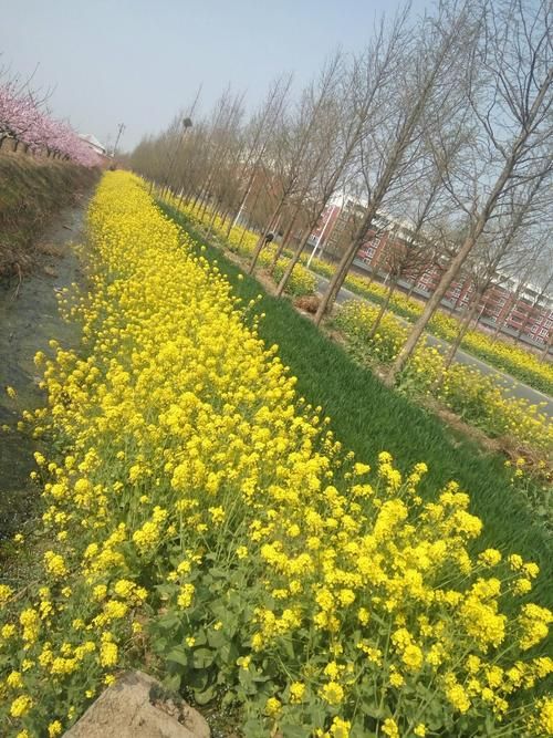 【西华县：黄泛区腹地的零感染坚守与物理防线_31512】