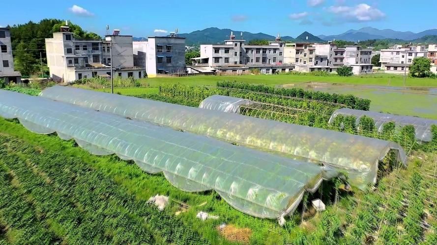 鸡泽县疫情观察:平原农业县如何构筑防疫屏障